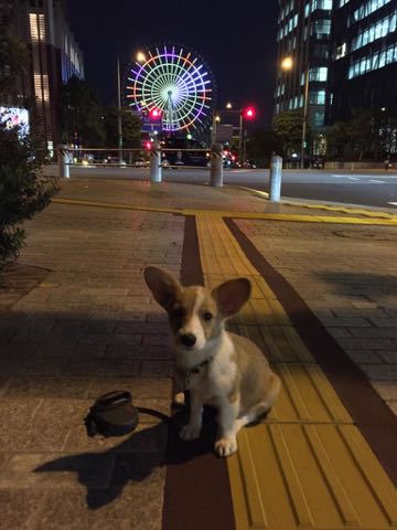 ウェルシュ・コーギー・ペンブロークこいぬ情報フントヒュッテウェルシュコーギーペンブローク子犬画像コーギーしっぽ付き尻尾付きしっぽつき断尾していないコーギー出産情報性格子犬の社会化コーギー家族募集中 Welsh Corgi Pembroke _ 1347.jpg