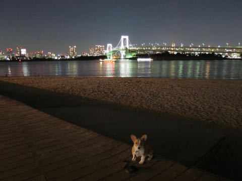 ウェルシュ・コーギー・ペンブロークこいぬ情報フントヒュッテウェルシュコーギーペンブローク子犬画像コーギーしっぽ付き尻尾付きしっぽつき断尾していないコーギー出産情報性格子犬の社会化コーギー家族募集中 Welsh Corgi Pembroke _ 1348.jpg