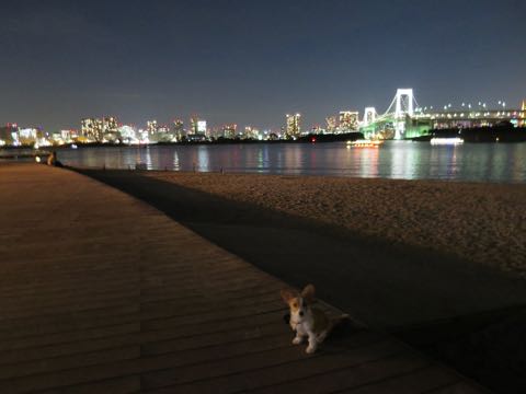 ウェルシュ・コーギー・ペンブロークこいぬ情報フントヒュッテウェルシュコーギーペンブローク子犬画像コーギーしっぽ付き尻尾付きしっぽつき断尾していないコーギー出産情報性格子犬の社会化コーギー家族募集中 Welsh Corgi Pembroke _ 1349.jpg