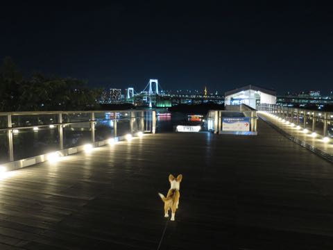 ウェルシュ・コーギー・ペンブロークこいぬ情報フントヒュッテウェルシュコーギーペンブローク子犬画像コーギーしっぽ付き尻尾付きしっぽつき断尾していないコーギー出産情報性格子犬の社会化コーギー家族募集中 Welsh Corgi Pembroke _ 1350.jpg