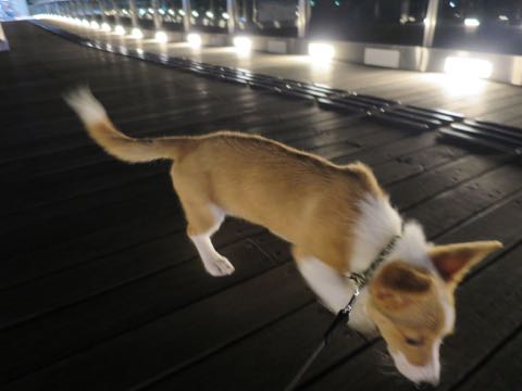 ウェルシュ・コーギー・ペンブロークこいぬ情報フントヒュッテウェルシュコーギーペンブローク子犬画像コーギーしっぽ付き尻尾付きしっぽつき断尾していないコーギー出産情報性格子犬の社会化コーギー家族募集中 Welsh Corgi Pembroke _ 1351.jpg