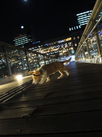 ウェルシュ・コーギー・ペンブロークこいぬ情報フントヒュッテウェルシュコーギーペンブローク子犬画像コーギーしっぽ付き尻尾付きしっぽつき断尾していないコーギー出産情報性格子犬の社会化コーギー家族募集中 Welsh Corgi Pembroke _ 1353.jpg