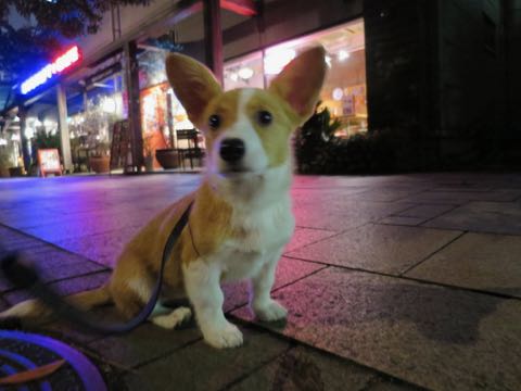 ウェルシュ・コーギー・ペンブロークこいぬ情報フントヒュッテウェルシュコーギーペンブローク子犬画像コーギーしっぽ付き尻尾付きしっぽつき断尾していないコーギー出産情報性格子犬の社会化コーギー家族募集中 Welsh Corgi Pembroke _ 1354.jpg