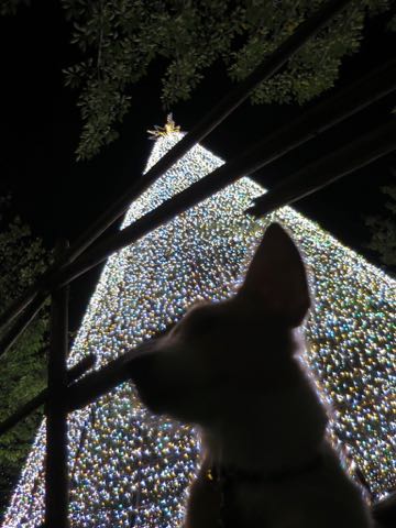ウェルシュ・コーギー・ペンブロークこいぬ情報フントヒュッテウェルシュコーギーペンブローク子犬画像コーギーしっぽ付き尻尾付きしっぽつき断尾していないコーギー出産情報性格子犬の社会化コーギー家族募集中 Welsh Corgi Pembroke _ 1355.jpg