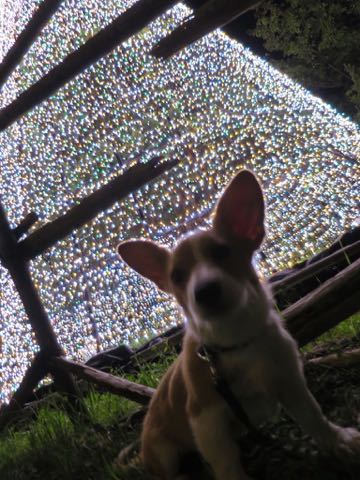 ウェルシュ・コーギー・ペンブロークこいぬ情報フントヒュッテウェルシュコーギーペンブローク子犬画像コーギーしっぽ付き尻尾付きしっぽつき断尾していないコーギー出産情報性格子犬の社会化コーギー家族募集中 Welsh Corgi Pembroke _ 1356.jpg