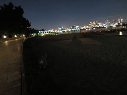 ウェルシュ・コーギー・ペンブロークこいぬ情報フントヒュッテウェルシュコーギーペンブローク子犬画像コーギーしっぽ付き尻尾付きしっぽつき断尾していないコーギー出産情報性格子犬の社会化コーギー家族募集中 Welsh Corgi Pembroke _ 1359.jpg