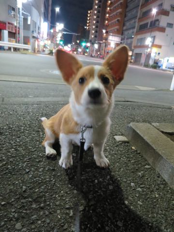 ウェルシュ・コーギー・ペンブロークこいぬ情報フントヒュッテウェルシュコーギーペンブローク子犬画像コーギーしっぽ付き尻尾付きしっぽつき断尾していないコーギー出産情報性格子犬の社会化コーギー家族募集中 Welsh Corgi Pembroke _ 1545.jpg