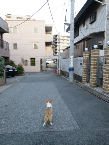 ウェルシュ・コーギー・ペンブロークこいぬ情報フントヒュッテウェルシュコーギーペンブローク子犬画像コーギーしっぽ付き尻尾付きしっぽつき断尾していないコーギー出産情報性格子犬の社会化コーギー家族募集中 Welsh Corgi Pembroke _ 1550.jpg