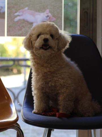 ウェルシュ・コーギー・ペンブロークこいぬ情報フントヒュッテウェルシュコーギーペンブローク子犬画像コーギーしっぽ付き尻尾付きしっぽつき断尾していないコーギー出産情報性格子犬の社会化コーギー家族募集中 Welsh Corgi Pembroke _ 1564.jpg