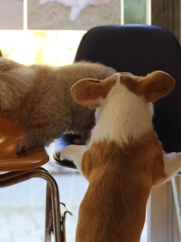 ウェルシュ・コーギー・ペンブロークこいぬ情報フントヒュッテウェルシュコーギーペンブローク子犬画像コーギーしっぽ付き尻尾付きしっぽつき断尾していないコーギー出産情報性格子犬の社会化コーギー家族募集中 Welsh Corgi Pembroke _ 1565.jpg