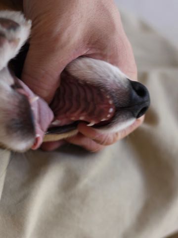 ウェルシュ・コーギー・ペンブロークこいぬ情報フントヒュッテウェルシュコーギーペンブローク子犬画像コーギーしっぽ付き尻尾付きしっぽつき断尾していないコーギー出産情報性格子犬の社会化コーギー家族募集中 Welsh Corgi Pembroke _ 1566.jpg