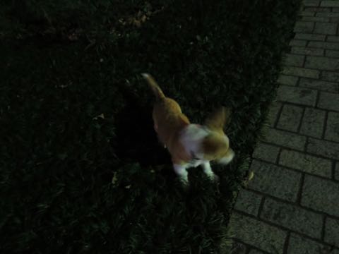 ウェルシュ・コーギー・ペンブロークこいぬ情報フントヒュッテウェルシュコーギーペンブローク子犬画像コーギーしっぽ付き尻尾付きしっぽつき断尾していないコーギー出産情報性格子犬の社会化コーギー家族募集中 Welsh Corgi Pembroke _ 1568.jpg