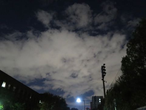 ウェルシュ・コーギー・ペンブロークこいぬ情報フントヒュッテウェルシュコーギーペンブローク子犬画像コーギーしっぽ付き尻尾付きしっぽつき断尾していないコーギー出産情報性格子犬の社会化コーギー家族募集中 Welsh Corgi Pembroke _ 1570.jpg