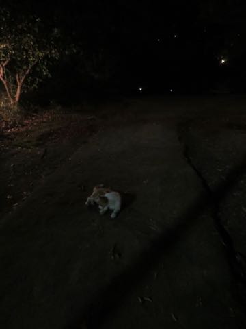 ウェルシュ・コーギー・ペンブロークこいぬ情報フントヒュッテウェルシュコーギーペンブローク子犬画像コーギーしっぽ付き尻尾付きしっぽつき断尾していないコーギー出産情報性格子犬の社会化コーギー家族募集中 Welsh Corgi Pembroke _ 1571.jpg