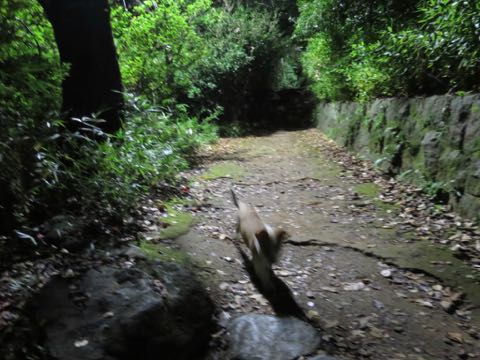 ウェルシュ・コーギー・ペンブロークこいぬ情報フントヒュッテウェルシュコーギーペンブローク子犬画像コーギーしっぽ付き尻尾付きしっぽつき断尾していないコーギー出産情報性格子犬の社会化コーギー家族募集中 Welsh Corgi Pembroke _ 1574.jpg