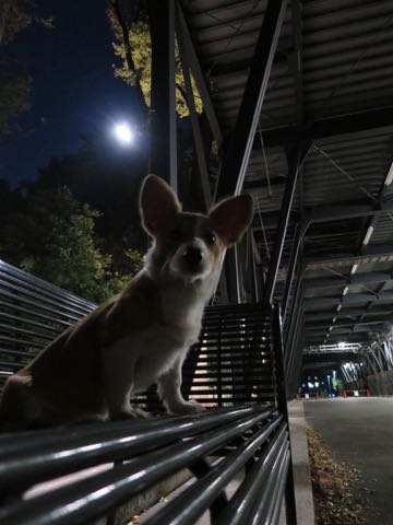 ウェルシュ・コーギー・ペンブロークこいぬ情報フントヒュッテウェルシュコーギーペンブローク子犬画像コーギーしっぽ付き尻尾付きしっぽつき断尾していないコーギー出産情報性格子犬の社会化コーギー家族募集中 Welsh Corgi Pembroke _ 1575.jpg