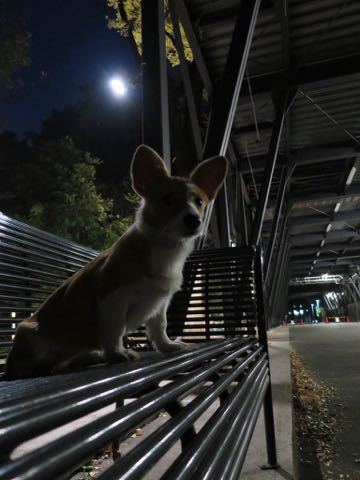 ウェルシュ・コーギー・ペンブロークこいぬ情報フントヒュッテウェルシュコーギーペンブローク子犬画像コーギーしっぽ付き尻尾付きしっぽつき断尾していないコーギー出産情報性格子犬の社会化コーギー家族募集中 Welsh Corgi Pembroke _ 1576.jpg