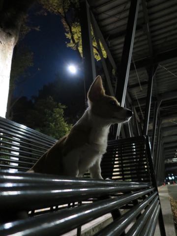ウェルシュ・コーギー・ペンブロークこいぬ情報フントヒュッテウェルシュコーギーペンブローク子犬画像コーギーしっぽ付き尻尾付きしっぽつき断尾していないコーギー出産情報性格子犬の社会化コーギー家族募集中 Welsh Corgi Pembroke _ 1577.jpg