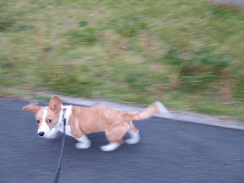 ウェルシュ・コーギー・ペンブロークこいぬ情報フントヒュッテウェルシュコーギーペンブローク子犬画像コーギーしっぽ付き尻尾付きしっぽつき断尾していないコーギー出産情報性格子犬の社会化コーギー家族募集中 Welsh Corgi Pembroke _ 1585.jpg