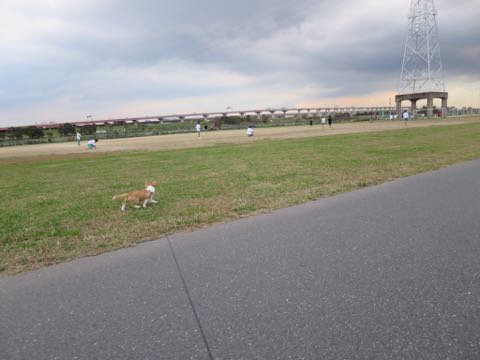 ウェルシュ・コーギー・ペンブロークこいぬ情報フントヒュッテウェルシュコーギーペンブローク子犬画像コーギーしっぽ付き尻尾付きしっぽつき断尾していないコーギー出産情報性格子犬の社会化コーギー家族募集中 Welsh Corgi Pembroke _ 1592.jpg