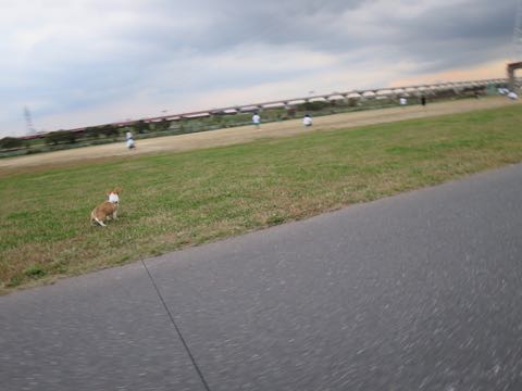 ウェルシュ・コーギー・ペンブロークこいぬ情報フントヒュッテウェルシュコーギーペンブローク子犬画像コーギーしっぽ付き尻尾付きしっぽつき断尾していないコーギー出産情報性格子犬の社会化コーギー家族募集中 Welsh Corgi Pembroke _ 1593.jpg