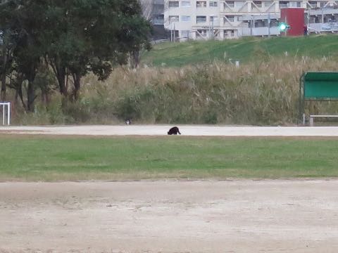 ウェルシュ・コーギー・ペンブロークこいぬ情報フントヒュッテウェルシュコーギーペンブローク子犬画像コーギーしっぽ付き尻尾付きしっぽつき断尾していないコーギー出産情報性格子犬の社会化コーギー家族募集中 Welsh Corgi Pembroke _ 1594.jpg
