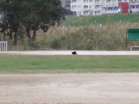 ウェルシュ・コーギー・ペンブロークこいぬ情報フントヒュッテウェルシュコーギーペンブローク子犬画像コーギーしっぽ付き尻尾付きしっぽつき断尾していないコーギー出産情報性格子犬の社会化コーギー家族募集中 Welsh Corgi Pembroke _ 1595.jpg