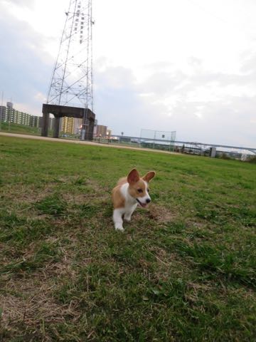 ウェルシュ・コーギー・ペンブロークこいぬ情報フントヒュッテウェルシュコーギーペンブローク子犬画像コーギーしっぽ付き尻尾付きしっぽつき断尾していないコーギー出産情報性格子犬の社会化コーギー家族募集中 Welsh Corgi Pembroke _ 1599.jpg