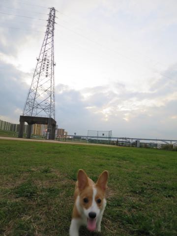 ウェルシュ・コーギー・ペンブロークこいぬ情報フントヒュッテウェルシュコーギーペンブローク子犬画像コーギーしっぽ付き尻尾付きしっぽつき断尾していないコーギー出産情報性格子犬の社会化コーギー家族募集中 Welsh Corgi Pembroke _ 1600.jpg