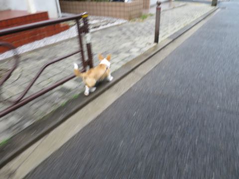 ウェルシュ・コーギー・ペンブロークこいぬ情報フントヒュッテウェルシュコーギーペンブローク子犬画像コーギーしっぽ付き尻尾付きしっぽつき断尾していないコーギー出産情報性格子犬の社会化コーギー家族募集中 Welsh Corgi Pembroke _ 1601.jpg