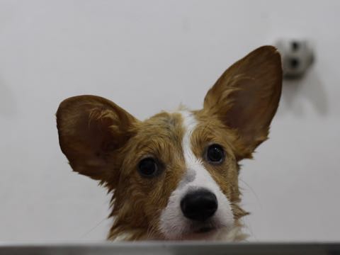ウェルシュ・コーギー・ペンブロークこいぬ情報フントヒュッテウェルシュコーギーペンブローク子犬画像コーギーしっぽ付き尻尾付きしっぽつき断尾していないコーギー出産情報性格子犬の社会化コーギー家族募集中 Welsh Corgi Pembroke _ 1605.jpg