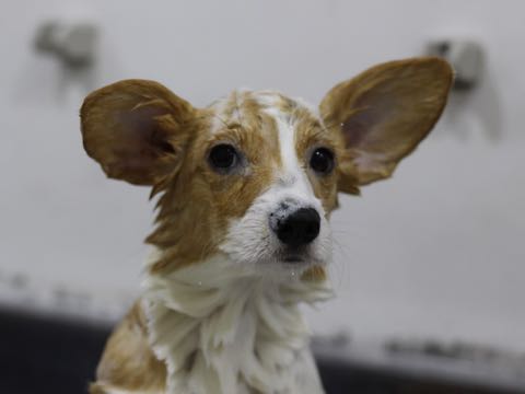 ウェルシュ・コーギー・ペンブロークこいぬ情報フントヒュッテウェルシュコーギーペンブローク子犬画像コーギーしっぽ付き尻尾付きしっぽつき断尾していないコーギー出産情報性格子犬の社会化コーギー家族募集中 Welsh Corgi Pembroke _ 1606.jpg