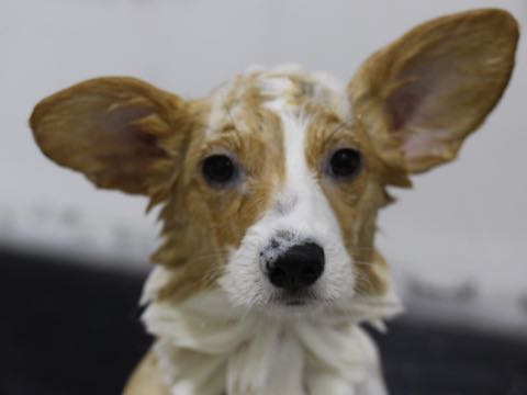 ウェルシュ・コーギー・ペンブロークこいぬ情報フントヒュッテウェルシュコーギーペンブローク子犬画像コーギーしっぽ付き尻尾付きしっぽつき断尾していないコーギー出産情報性格子犬の社会化コーギー家族募集中 Welsh Corgi Pembroke _ 1607.jpg