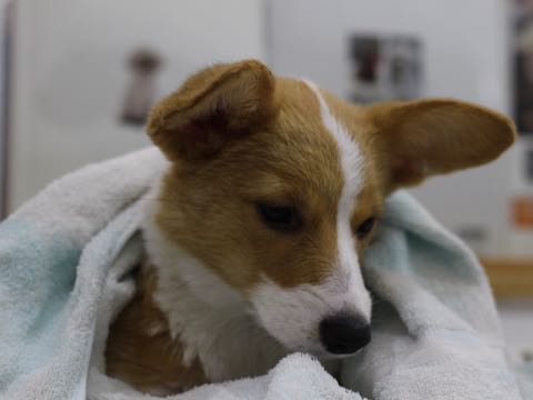 ウェルシュ・コーギー・ペンブロークこいぬ情報フントヒュッテウェルシュコーギーペンブローク子犬画像コーギーしっぽ付き尻尾付きしっぽつき断尾していないコーギー出産情報性格子犬の社会化コーギー家族募集中 Welsh Corgi Pembroke _ 1608.jpg