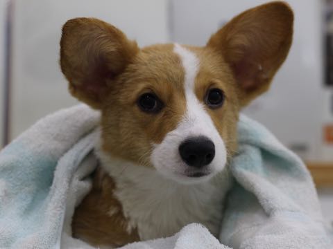ウェルシュ・コーギー・ペンブロークこいぬ情報フントヒュッテウェルシュコーギーペンブローク子犬画像コーギーしっぽ付き尻尾付きしっぽつき断尾していないコーギー出産情報性格子犬の社会化コーギー家族募集中 Welsh Corgi Pembroke _ 1609.jpg