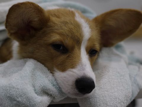 ウェルシュ・コーギー・ペンブロークこいぬ情報フントヒュッテウェルシュコーギーペンブローク子犬画像コーギーしっぽ付き尻尾付きしっぽつき断尾していないコーギー出産情報性格子犬の社会化コーギー家族募集中 Welsh Corgi Pembroke _ 1610.jpg