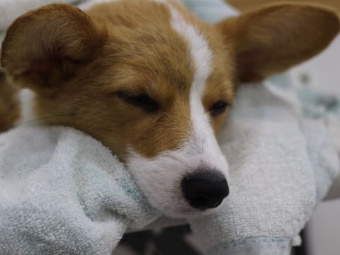 ウェルシュ・コーギー・ペンブロークこいぬ情報フントヒュッテウェルシュコーギーペンブローク子犬画像コーギーしっぽ付き尻尾付きしっぽつき断尾していないコーギー出産情報性格子犬の社会化コーギー家族募集中 Welsh Corgi Pembroke _ 1611.jpg