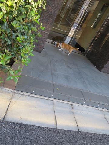 ウェルシュ・コーギー・ペンブロークこいぬ情報フントヒュッテウェルシュコーギーペンブローク子犬画像コーギーしっぽ付き尻尾付きしっぽつき断尾していないコーギー出産情報性格子犬の社会化コーギー家族募集中 Welsh Corgi Pembroke _ 1614.jpg