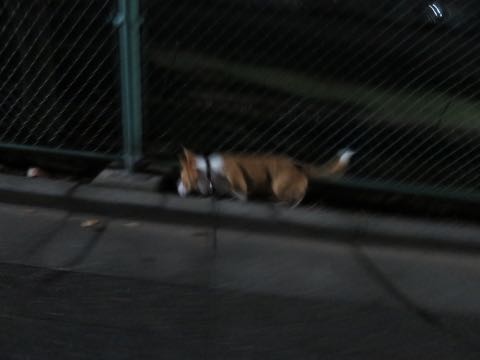 ウェルシュ・コーギー・ペンブロークこいぬ情報フントヒュッテウェルシュコーギーペンブローク子犬画像コーギーしっぽ付き尻尾付きしっぽつき断尾していないコーギー出産情報性格子犬の社会化コーギー家族募集中 Welsh Corgi Pembroke _ 1619.jpg