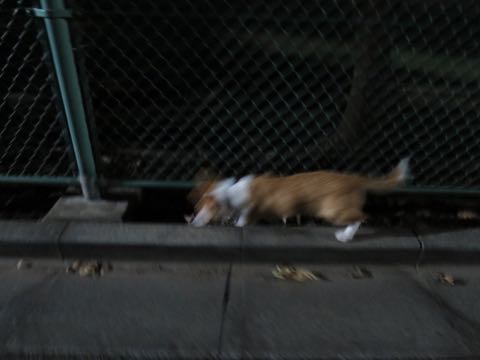 ウェルシュ・コーギー・ペンブロークこいぬ情報フントヒュッテウェルシュコーギーペンブローク子犬画像コーギーしっぽ付き尻尾付きしっぽつき断尾していないコーギー出産情報性格子犬の社会化コーギー家族募集中 Welsh Corgi Pembroke _ 1620.jpg