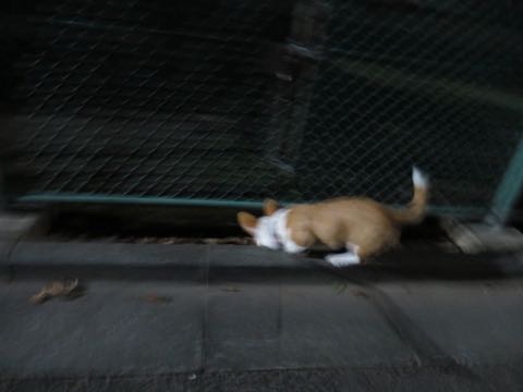 ウェルシュ・コーギー・ペンブロークこいぬ情報フントヒュッテウェルシュコーギーペンブローク子犬画像コーギーしっぽ付き尻尾付きしっぽつき断尾していないコーギー出産情報性格子犬の社会化コーギー家族募集中 Welsh Corgi Pembroke _ 1621.jpg