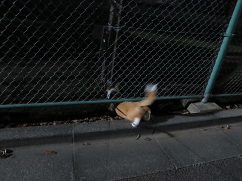 ウェルシュ・コーギー・ペンブロークこいぬ情報フントヒュッテウェルシュコーギーペンブローク子犬画像コーギーしっぽ付き尻尾付きしっぽつき断尾していないコーギー出産情報性格子犬の社会化コーギー家族募集中 Welsh Corgi Pembroke _ 1622.jpg