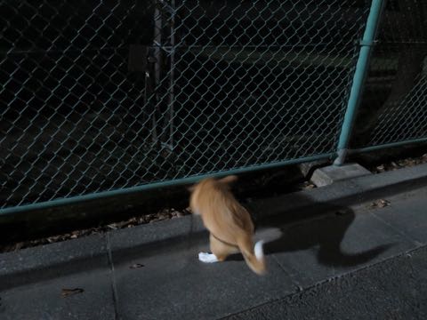 ウェルシュ・コーギー・ペンブロークこいぬ情報フントヒュッテウェルシュコーギーペンブローク子犬画像コーギーしっぽ付き尻尾付きしっぽつき断尾していないコーギー出産情報性格子犬の社会化コーギー家族募集中 Welsh Corgi Pembroke _ 1623.jpg