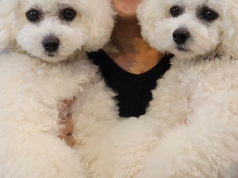 ビションフリーゼこいぬ情報フントヒュッテビションこいぬ画像子犬の社会化ビション赤ちゃんおんなのこかわいいビションフリーゼおとこのこ東京ビション出産情報性格ビション家族募集中_1670.jpg