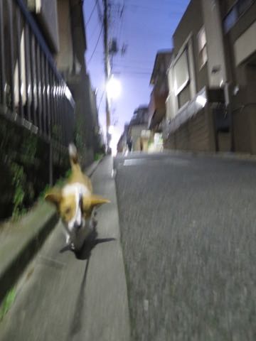 ¥¦¥§¥ë¥·¥å¡¦¥³¡¼¥®¡¼¡¦¥Ú¥ó¥Ö¥í¡¼¥¯¤³¤¤¤Ì¾ðÊó¥Õ¥ó¥È¥Ò¥å¥Ã¥Æ¥¦¥§¥ë¥·¥å¥³¡¼¥®¡¼¥Ú¥ó¥Ö¥í¡¼¥¯»Ò¸¤²èÁü¥³¡¼¥®¡¼¤·¤Ã¤ÝÉÕ¤¿¬ÈøÉÕ¤¤·¤Ã¤Ý¤Ä¤ÃÇÈø¤·¤Æ¤¤¤Ê¤¤¥³¡¼¥®¡¼½Ð»º¾ðÊóÀ³Ê»Ò¸¤¤Î¼Ò²ñ²½¥³¡¼¥®¡¼²È²Êç½¸Ãæ Welsh Corgi Pembroke _ 1821.jpg