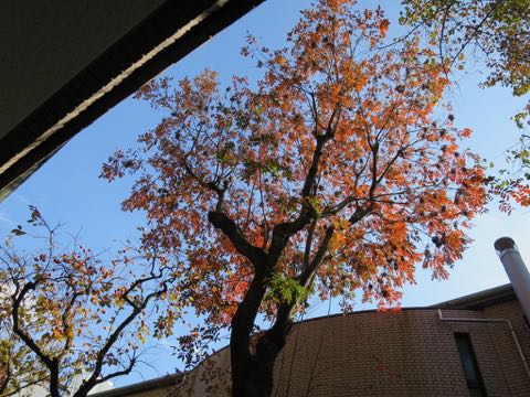 ¥¦¥§¥ë¥·¥å¡¦¥³¡¼¥®¡¼¡¦¥Ú¥ó¥Ö¥í¡¼¥¯¤³¤¤¤Ì¾ðÊó¥Õ¥ó¥È¥Ò¥å¥Ã¥Æ¥¦¥§¥ë¥·¥å¥³¡¼¥®¡¼¥Ú¥ó¥Ö¥í¡¼¥¯»Ò¸¤²èÁü¥³¡¼¥®¡¼¤·¤Ã¤ÝÉÕ¤¿¬ÈøÉÕ¤¤·¤Ã¤Ý¤Ä¤ÃÇÈø¤·¤Æ¤¤¤Ê¤¤¥³¡¼¥®¡¼½Ð»º¾ðÊóÀ³Ê»Ò¸¤¤Î¼Ò²ñ²½¥³¡¼¥®¡¼²È²Êç½¸Ãæ Welsh Corgi Pembroke _ 1966.jpg