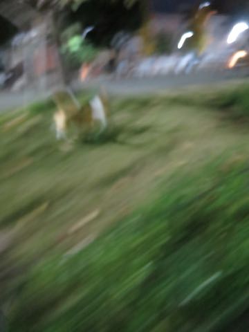¥¦¥§¥ë¥·¥å¡¦¥³¡¼¥®¡¼¡¦¥Ú¥ó¥Ö¥í¡¼¥¯¤³¤¤¤Ì¾ðÊó¥Õ¥ó¥È¥Ò¥å¥Ã¥Æ¥¦¥§¥ë¥·¥å¥³¡¼¥®¡¼¥Ú¥ó¥Ö¥í¡¼¥¯»Ò¸¤²èÁü¥³¡¼¥®¡¼¤·¤Ã¤ÝÉÕ¤¿¬ÈøÉÕ¤¤·¤Ã¤Ý¤Ä¤ÃÇÈø¤·¤Æ¤¤¤Ê¤¤¥³¡¼¥®¡¼½Ð»º¾ðÊóÀ³Ê»Ò¸¤¤Î¼Ò²ñ²½¥³¡¼¥®¡¼²È²Êç½¸Ãæ Welsh Corgi Pembroke _ 2187.jpg