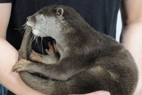 カワウソ密輸の可哀相過ぎる実態 ペットブームが事件を招いた?.jpg