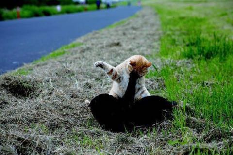 「残念すぎるネコ」写真展が話題に かわいすぎるネコたちに癒やされる.jpg
