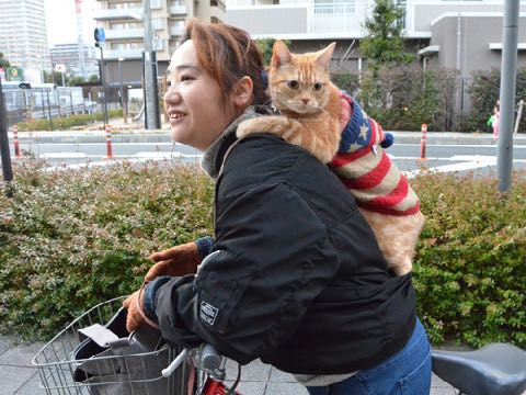 ベンチが好き。カフェでくつろぐ「アイドル猫」 癒しの「マロン」滋賀で人気者 _ 3.jpg